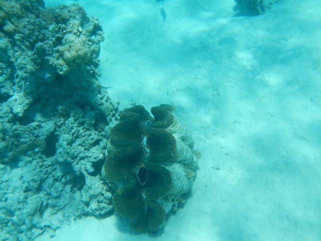 Giant clam - ikke lurt å stikke hånda inn....